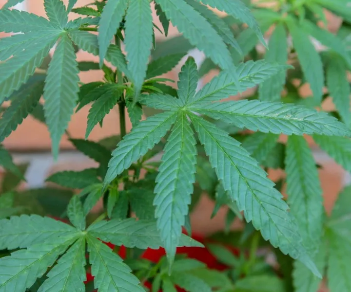 Légalisation du cannabis