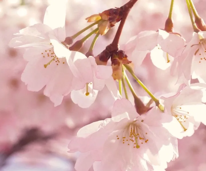 Arbre en fleurs