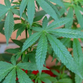 Légalisation du cannabis