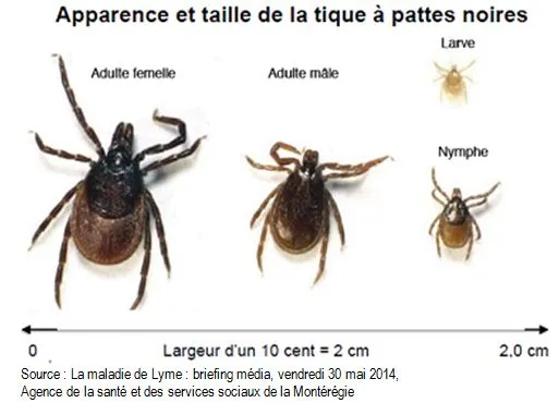 Avant qu'une Tique vous Pique - Santé et Service Sociaux - Québec
